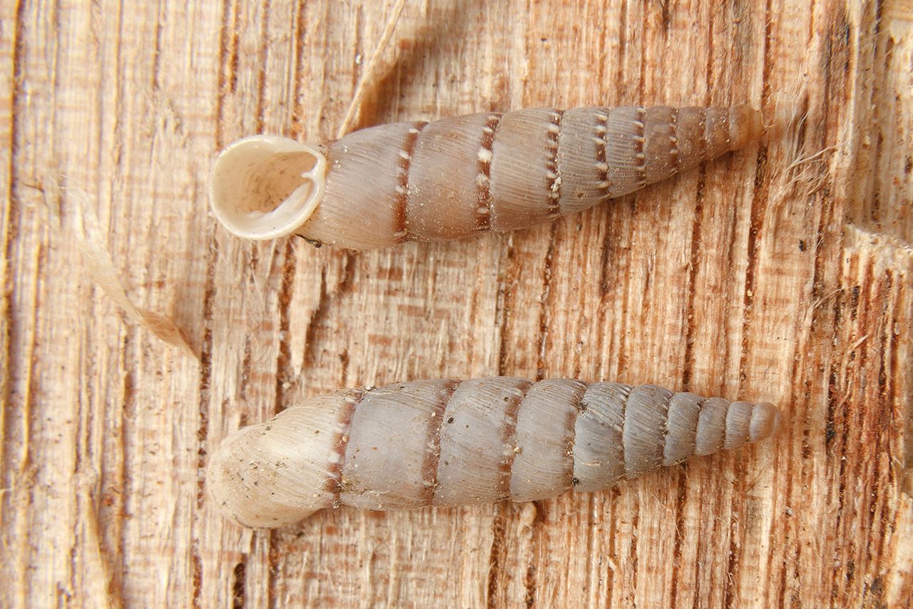 Clausiliidae